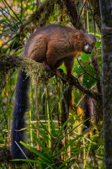 078 Ranomafana NP, roodbuikmaki.jpg